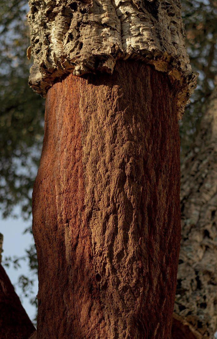 Mantar meşesi (Cork tree)